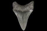 Serrated, Juvenile Megalodon Tooth - Georgia #99127-1